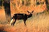 Hy�nehund. Hy�nehund ( Scan af KOL3362 )  Lycaon pictus, Canidae Hwange NP Zimbabwe Afrika pattedyr Rovdyr, Carnivora, Hunde, Canidae