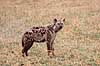 Plettet hy�ne. Plettet hy�ne ( Scan af KOL5897 )  Crocuta crocuta, Hyaenidae Ngorongoro NP Tanzania Afrika pattedyr Rovdyr, Carnivora, Hy�ner, Hyaenidae