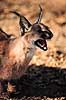 �rkenlos. Karakal ( Scan af KOL3369 )  Felis caracal, Felidae Chipangali Wildlife Orphancy Zimbabwe Afrika pattedyr Rovdyr, Carnivora, Katte, Felidae