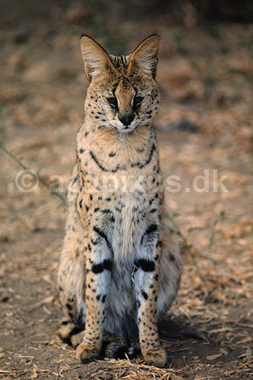 Serval. Serval ( Scan af KOL3370 ) ; Felis serval, Felidae; Chipangali Wildlife Orphancy; Zimbabwe; Afrika; pattedyr; Rovdyr, Carnivora, Katte, Felidae