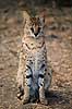 Serval. Serval ( Scan af KOL3370 )  Felis serval, Felidae Chipangali Wildlife Orphancy Zimbabwe Afrika pattedyr Rovdyr, Carnivora, Katte, Felidae