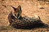 Serval. Serval ( Scan af KOL3371 )  Felis serval, Felidae Chipangali Wildlife Orphancy Zimbabwe Afrika pattedyr Rovdyr, Carnivora, Katte, Felidae
