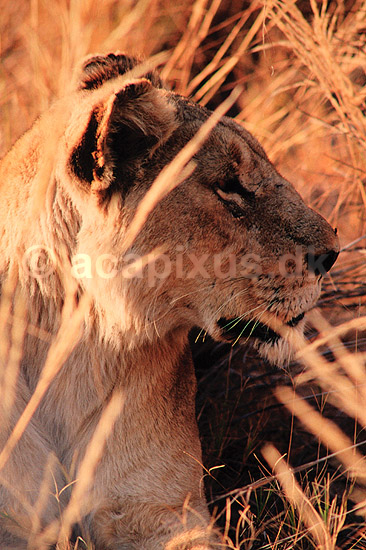L�ve. L�ve ( Scan af KOL3376 ) ; Panthera leo, Felidae; Moremi NP; Botswana; Afrika; pattedyr; Rovdyr, Carnivora, Katte, Felidae