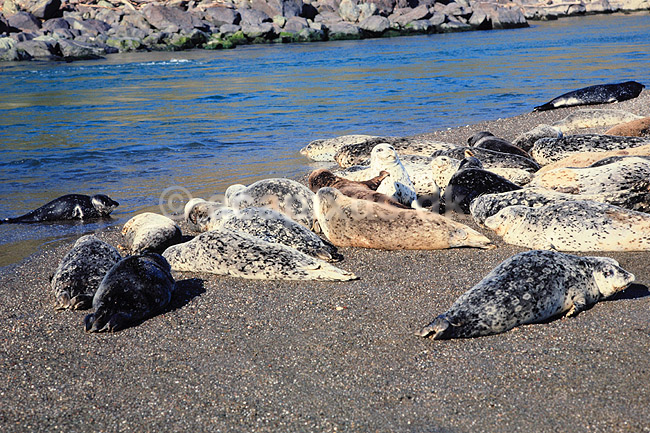 Sp�ttet S�l. Sp�ttet S�l - Harbor Seal. Ynglekoloni ved udmundingen af Russian River ( Scan af KOL321 ) ; Phoca vitulina, Phocidae; Californien; USA; Nordamerika; pattedyr; S�ler, Phocidae