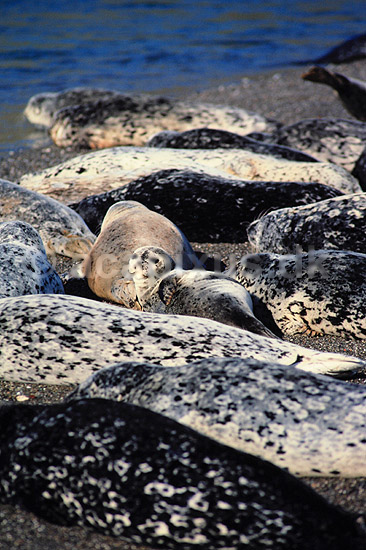 Sp�ttet S�l. Sp�ttet S�l - Harbor Seal. Ynglekoloni ved udmundingen af Russian River ( Scan af KOL320 ) ; Phoca vitulina, Phocidae; Californien; USA; Nordamerika; pattedyr; S�ler, Phocidae