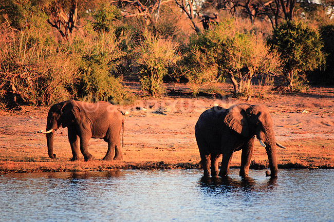 Afrikansk elefant. Afrikansk elefant, drikker fra flod ( Scan af KOL3390 ) ; Loxodonta africana, Elefantidae; Chobe River / Chobe NP; Botswana; Afrika; pattedyr; Elefanter, Elephantidae