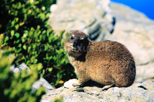 Klippegr�vling. Klippegr�vling ( Scan af KOL4640 ) ; Procavia capensis, Procaviidae; Cape of Good Hope NR; Sydafrika; Afrika; pattedyr; Klippegr�vlinger, Procaviidae