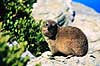 Klippegr�vling. Klippegr�vling ( Scan af KOL4640 )  Procavia capensis, Procaviidae Cape of Good Hope NR Sydafrika Afrika pattedyr Klippegr�vlinger, Procaviidae