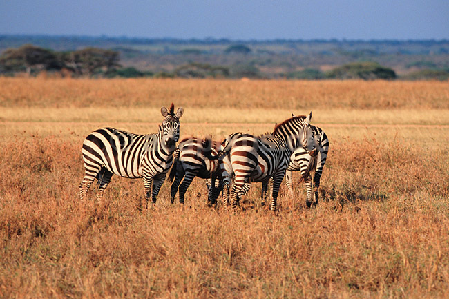 Zebra. Alm. zebra, Burchells zebra ( Scan af KOL5913 ) ; Equus burchelli, Equidae; Serengeti NP; Tanzania; Afrika; pattedyr; Uparrett�ede hovdyr, Perissodactyla, Heste, Equidae