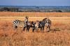 Zebra. Alm. zebra, Burchells zebra ( Scan af KOL5913 )  Equus burchelli, Equidae Serengeti NP Tanzania Afrika pattedyr Uparrett�ede hovdyr, Perissodactyla, Heste, Equidae