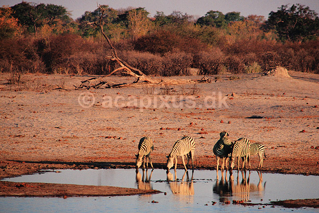Zebra. Almindelig zebra = Burchells Zebra ( Scan af KOL6913 ) ; Equus burchelli, Equidae; Nyamandhlovu Pan / Hwange NP; Zimbabwe; Afrika; pattedyr; Uparrett�ede hovdyr, Perissodactyla, Heste, Equidae