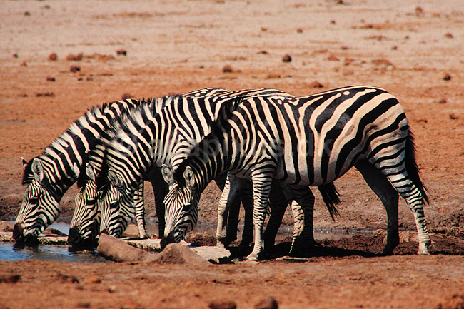 Zebra. Almindelig Burchells Zebra, drikker ved vandhul ( Scan af KOL3424 ) ; Equus burchelli, Equidae; Nyamandhlovu Pan / Hwange NP; Zimbabwe; Afrika; pattedyr; Uparrett�ede hovdyr, Perissodactyla, Heste, Equidae
