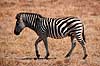 Zebra. Alm. Zebra, Burchells Zebra ( Scan af KOL3415 )  Equus burchelli, Equidae Moremi NP Botswana Afrika pattedyr Uparrett�ede hovdyr, Perissodactyla, Heste, Equidae
