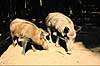 Vildsvin. Vildsvin ( Scan af KOL6450 )  Sus scrofa, Suidae Hannut / Ardennerne Belgien  pattedyr Parrett�ede hovdyr, Artiodactyla, Svin, Suidae