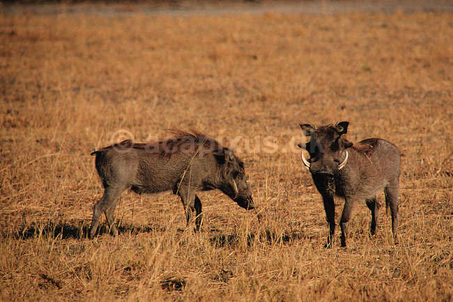 Vortesvin. Vortesvin ( Scan af KOL3425 ) ; Phacochoerus aetiopicus, Suidae; Moremi NP; Botswana; Afrika; pattedyr; Parrett�ede hovdyr, Artiodactyla, Svin, Suidae