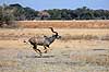 Stor kudu. Stor kudu galloperende hen over savannen ( Scan af KOL6918 )  Tragelaphus strepsiceros, Bovidae Moremi NP Botswana Afrika pattedyr Parrett�ede hovdyr, Artiodactyla, Skedehornede