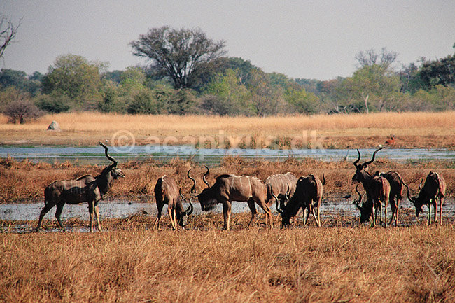 Stor kudu. Stor kudu, flok af unge hanner ( Scan af KOL3456 ) ; Tragelaphus strepsiceros, Bovidae; Moremi NP; Botswana; Afrika; pattedyr; Parrett�ede hovdyr, Artiodactyla, Skedehornede