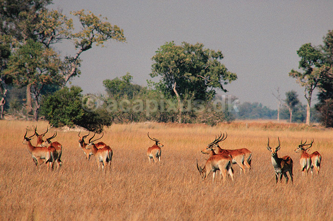 Letjevandbuk. Letjevandbuk, ved Okavango deltaet ( Scan af KOL3469 ) ; Kobus leche, Bovidae; Okavango delta; Botswana; Afrika; pattedyr; Parrett�ede hovdyr, Artiodactyla, Skedehornede