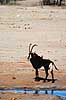 Sabelantilope. Sabelantilope, Sort Hesteantilope ( Scan af KOL3479 )  Hippotragus niger, Bovidae Nyamandhlovu Pan / Hwange NP Zimbabwe Afrika pattedyr Parrett�ede hovdyr, Artiodactyla, Skedehornede