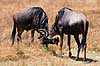 Gnu. Gnu (Okse gnu, Stribet gnu) ( Scan af KOL5937 )  Connochaetes taurinus, Bovidae Ngorongoro NP Tanzania Afrika pattedyr Parrett�ede hovdyr, Artiodactyla, Skedehornede