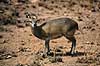 Klippespringer. Klippespringer ( Scan af KOL3485 )  Oreotragus oreotragus, Bovidae Chipangali Wildlife Orphancy Zimbabwe Afrika pattedyr Parrett�ede hovdyr, Artiodactyla, Skedehornede
