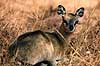 Klippespringer. Klippespringer ( Scan af KOL3486 )  Oreotragus oreotragus, Bovidae Chipangali Wildlife Orphancy Zimbabwe Afrika pattedyr Parrett�ede hovdyr, Artiodactyla, Skedehornede