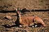Steinbok. Steinbok ( Scan af KOL3487 )  Raphiceros campestris, Bovidae Chipangali Wildlife Orphancy Zimbabwe Afrika pattedyr Parrett�ede hovdyr, Artiodactyla, Skedehornede