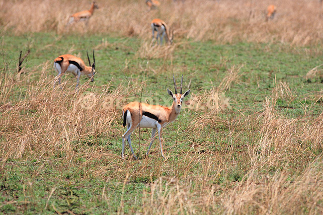 Thomsons gazelle. Thomsons gazelle ( Scan af KOL5951 ) ; Gazella thomsoni, Bovidae; Serengeti NP; Tanzania; Afrika; pattedyr; Parrett�ede hovdyr, Artiodactyla, Skedehornede, gazeller
