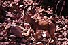 Nubisk stenbuk. Nubisk stenbuk ( Scan af KOL5136 )  Capra ibex nubiana, Bovidae Ein Gedi Israel Asien pattedyr Parrett�ede hovdyr, Artiodactyla, Skedehornede, stenbukke