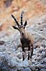 Nubisk stenbuk. Nubisk stenbuk ( Scan af KOL5141 )  Capra ibex nubiana, Bovidae Ein Gedi Israel Asien pattedyr Parrett�ede hovdyr, Artiodactyla, Skedehornede, stenbukke