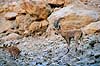 Nubisk stenbuk. Nubisk stenbuk ( Scan af KOL5138 )  Capra ibex nubiana, Bovidae Ein Gedi Israel Asien pattedyr Parrett�ede hovdyr, Artiodactyla, Skedehornede, stenbukke