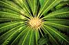 Koglepalme. Koglepalme fra Mexico ( Scan af KOL2378 )  Dioon edule, Cycadales Botanisk V�ksthus / K�benhavn   Planter N�genfr�ede, Gymnospermae, Koglepalmer, Cycadales