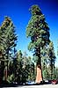 Giant Sequoia. Giant Sequoia, The General Sherman Tree. Verdens mest volumin�se levende organisme. Mammuttr� ( Scan af KOL329 )  Sequoiadendron giganteum, Pinales Sequoia NP / Californien USA Nordamerika Planter N�genfr�ede, Gymnospermae, N�letr�er, Pinales