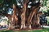Sumpcypres. Sumpcypres Arbol del Tule 14 meter i diameter, verdens st�rste if�lge de lokale ( Scan af KOL6627 )  Taxodium mucronatum, Taxodiacea El Tule / Oaxaca Mexico Nordamerika Planter N�genfr�ede, Gymnospermae, N�letr�er, Pinales