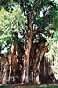 Sumpcypres. Sumpcypres Arbol del Tule 14 meter i diameter, verdens st�rste if�lge de lokale ( Scan af KOL6839 )  Taxodium mucronatum El Tule / Oaxaca Mexico Nordamerika Planter N�genfr�ede, Gymnospermae, N�letr�er, Pinales