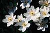 Hvide anemoner. Hvide anemoner, Hvid anemone ( Scan af KOL7247 )  Anemone nemorosa KVL's Have / K�benhavn   Planter Ranunkel-ordenen, Ranunculales