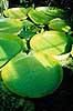 K�mpe �kande. Victoria �kande ( Scan af KOL1618 )  Victoria cruziana, Nymphaeaceae Botanisk Have / K�benhavn   Planter �kande-ordenen, �kander, �kande, Nymphaeales