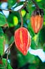 Kakao. Kakao med frugter ( Scan af KOL7192 )  Theobroma cacao Botanisk Have / K�benhavn   Planter Katost-ordenen, Malvales, Sterculiaceae