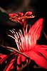 Passionsblomst. Passionsblomst ( Scan af KOL4931 )  Passiflora spec., Passifloraceae Yasuni NP / Amazonas Equador Sydamerika Planter Passionsblomster