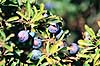 Sl�en. Sl�en ( Scan af KOL7314 )  Prunus spinosa    Planter Rosen-ordenen, Rosales, Stenfrugt-familien, Amygdalaceae