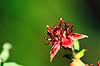 Kragefod. Kragefod ( Scan af KOL7316 )  Potentilla palustris B�llemosen, J�gersborg Hegn   Planter Rosen-ordenen, Rosales, Rosen-familien, Rosaceae, rose, roser