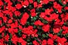 Flittig Lise. Flittig Lise ( Scan af KOL4731 )  Impatiens sultani, Balsaminaceae Landboh�jskolens Have / Frederiksberg   Planter Storken�b-ordenen, Geraniales, Balsamin-familien, Balsaminaceae