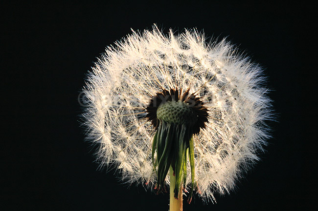M�lkeb�tte. Alm. m�lkeb�tte, fr�-kurv af ( Scan af KOL4481 ) ; Taraxacum officinale, Asteraceae; ; ; ; Planter; R�rhannede, Asteranae, Kurveblomst-familien, Asteraceae, Compositae