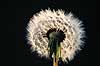 M�lkeb�tte. Alm. m�lkeb�tte, fr�-kurv af ( Scan af KOL4481 )  Taraxacum officinale, Asteraceae    Planter R�rhannede, Asteranae, Kurveblomst-familien, Asteraceae, Compositae
