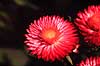 K�mpe Evighedsblomst. K�mpe Evighedsblomst ( Scan af KOL4732 )  Heliochrysum bracteatum, Asteraceae Landboh�jskolens Have / Frederiksberg   Planter R�rhannede, Asteranae, Kurveblomst-familien, Asteraceae, Compositae