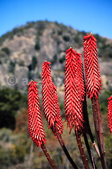 Aloe. Aloe ( Scan af KOL3508 ) ; Aloe excelsa, Liliaceae; Matobo NP; Zimbabwe; Afrika; Planter; 