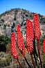Aloe. Aloe ( Scan af KOL3508 )  Aloe excelsa, Liliaceae Matobo NP Zimbabwe Afrika Planter 