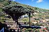 Drageblodstr�. 3000 �r gammelt Drageblodstr� ( Scan af KOL847 )  Dracaena draco, Convallariaceae Icod de los Vinos / Tenerife Spanien  Planter Konval-familien, Convallariaceae