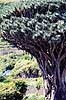 Drageblodstr�. 3000 �r gammelt Drageblodstr� ( Scan af KOL846 )  Dracaena draco, Convallariaceae Icod de los Vinos / Tenerife Spanien  Planter Konval-familien, Convallariaceae