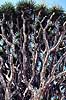 Drageblodstr�. 3000 �r gammelt Drageblodstr� ( Scan af KOL850 )  Dracaena draco, Convallariaceae Icod de los Vinos / Tenerife Spanien  Planter Konval-familien, Convallariaceae